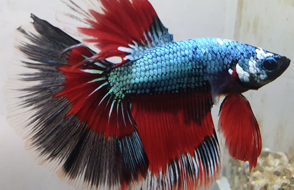 Betta splendens